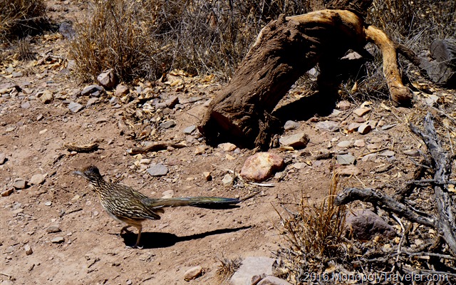 A road runner encounter on the trail