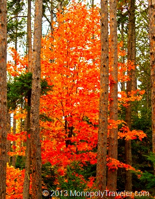 Gorgeous Fall Colors