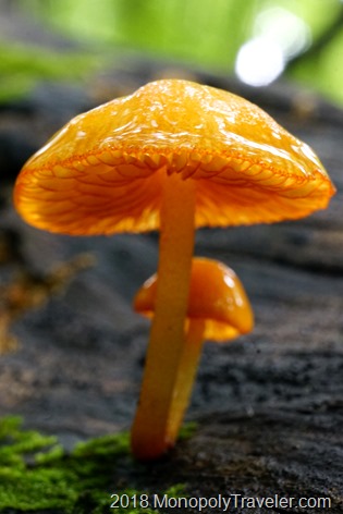 Orange mushrooms growing in decomposing wood