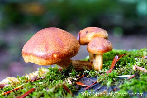 A trio of brown mushrooms