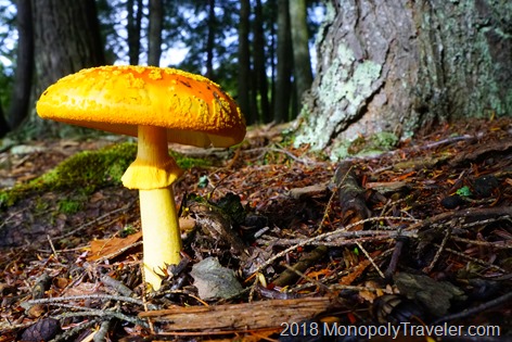 Orange and yellow mushroom