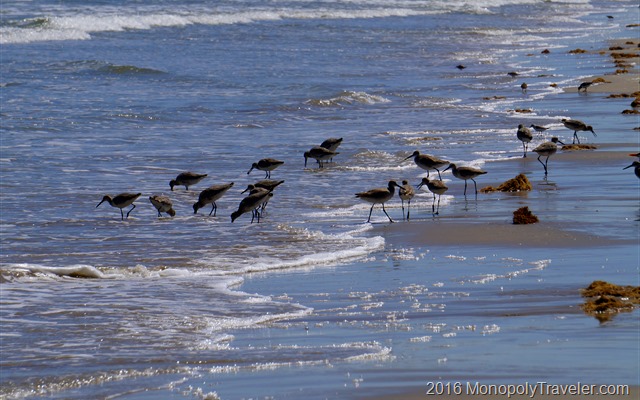 Birds combing the beach in search of their next snack