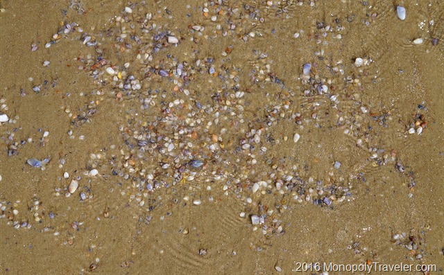 Thousands of clams lying just under the surface of the sand