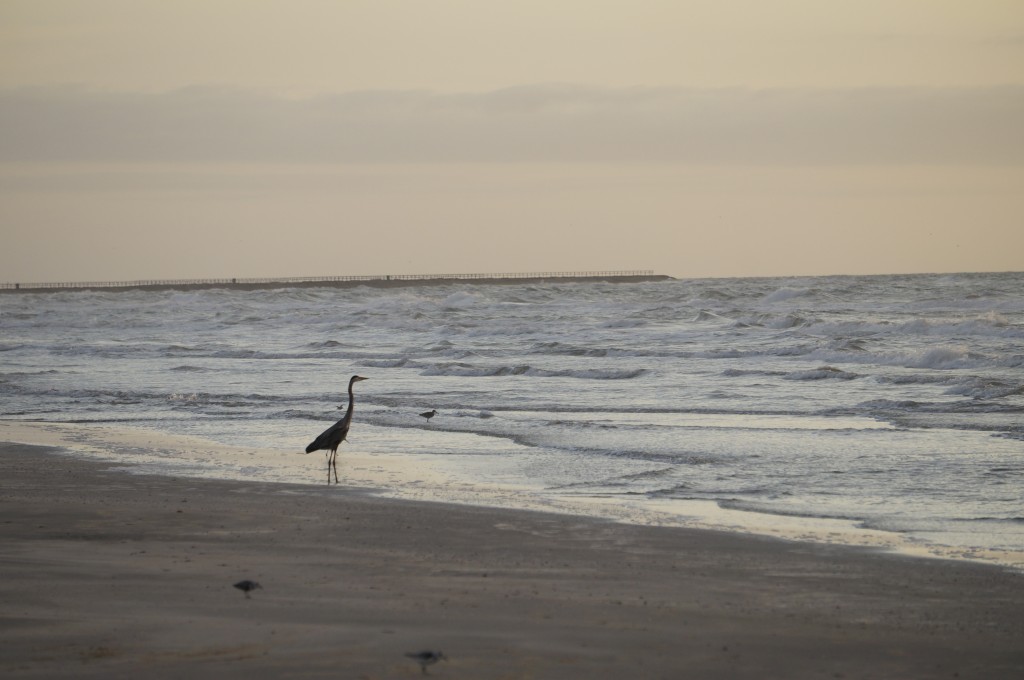 A Blue Heron taking in the sun rising over the ocean