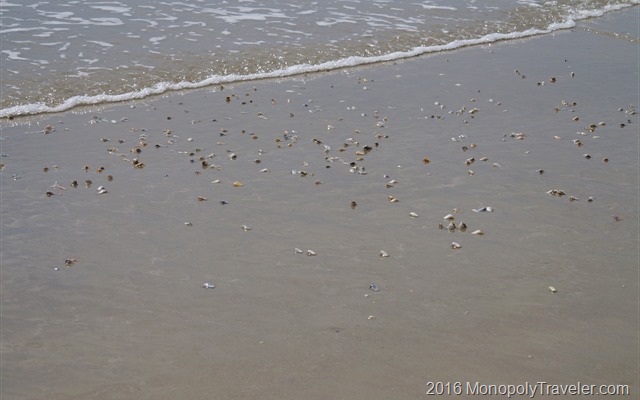 Clams rising out of the sand getting ready for the incoming wave