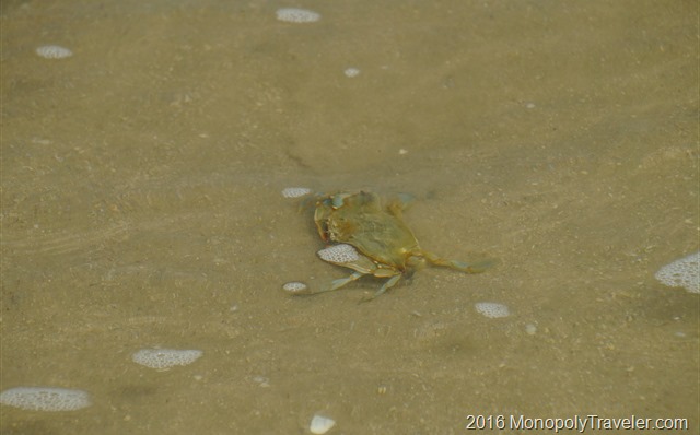 Blue legged crabs near the edge of the water