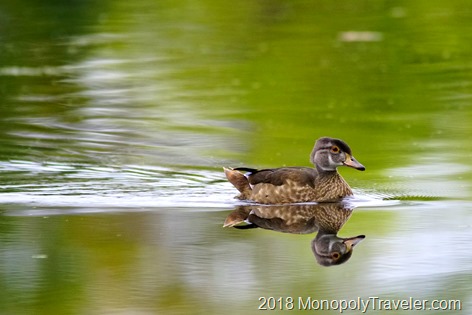 A young wood duck crossing the pond