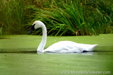 A lone trumpeter swan