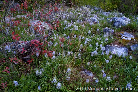 Spring flowers blooming in abundance