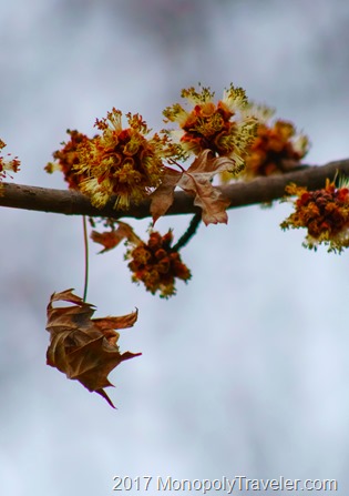 Silver Maple beginning to bloom