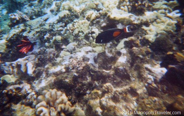 Using a disposable underwater camera