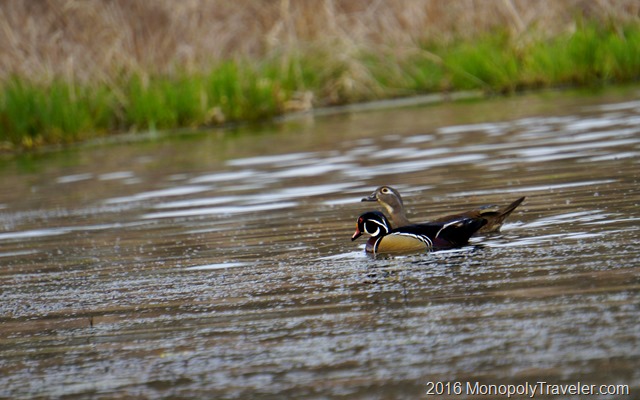 A pair of wood ducks enjoying an evening meal together