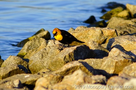 Yellow Headed Blackbird searching for food.