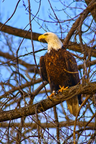 A young eagle watching over the pond