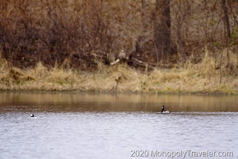 A Bufflehead and Ring-kneck duck hanging out on a small, out of the way pond