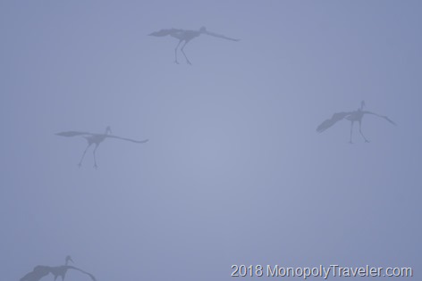 Cranes flying in the heavy fog