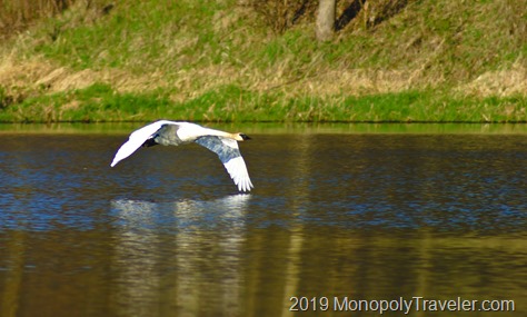 Swan flying by
