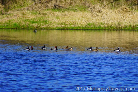 Redhead ducks swimming with the Ringneck ducks