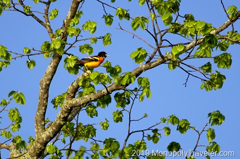 Baltimore Oriole welcoming a new spring day.