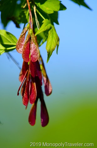 Colorful tree seeds hanging from a lower branch