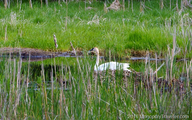 A Trumpeter Swan persistently incubating her eggs in her large nest