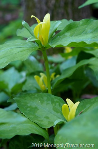 Yellow Flowered Trillium