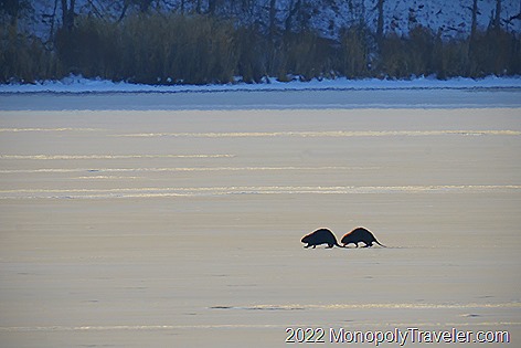 A pair of beavers strolling across the ice