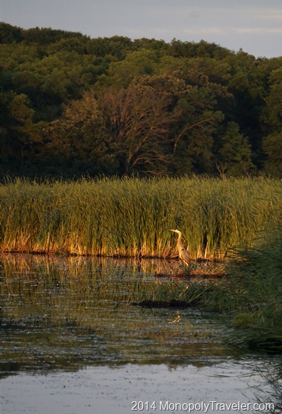 Evening with a Blue Heron taken with an Interchangeable Lens Camera