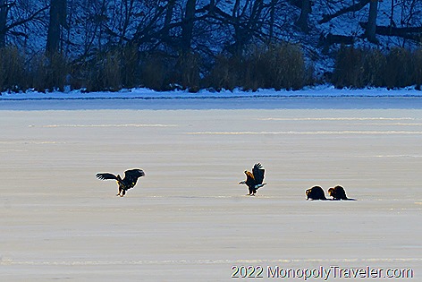 A second Eagle lands near the beavers