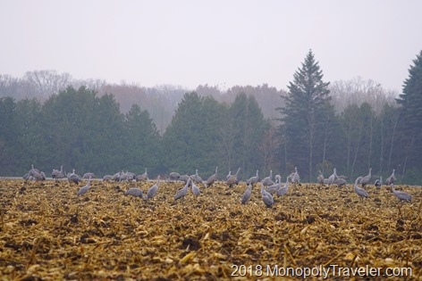 Cranes out in a cornfield gorging in preparation for their up coming flight
