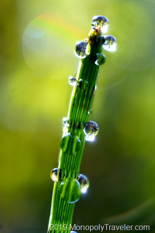 Equisetum covered in large drops of dew