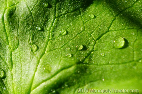 Dew covered leaf