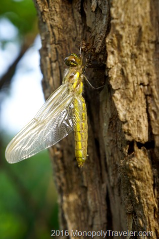 A dragonfly emerging from it previous form