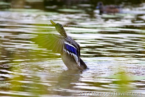 Mallard stretching out of the water