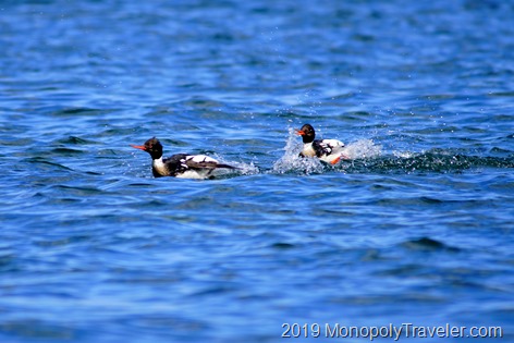 Common Mergansers chasing each other