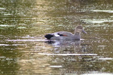 Gadwall floating by