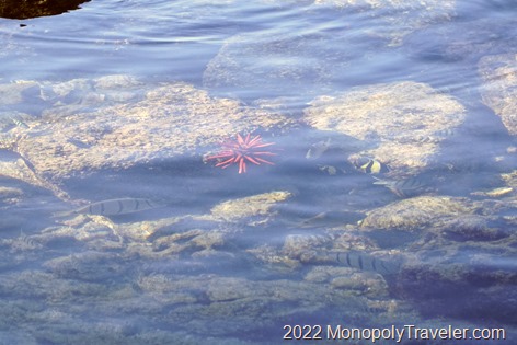 Fish swimming around beautiful red urchins near shore