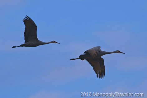 A pair of cranes in flight