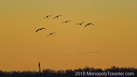 Wave after wave the Sandhill Cranes return from a day of gorging in nearby cornfields