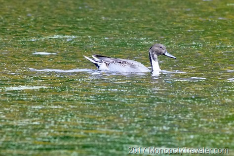 A young Northern Pintail