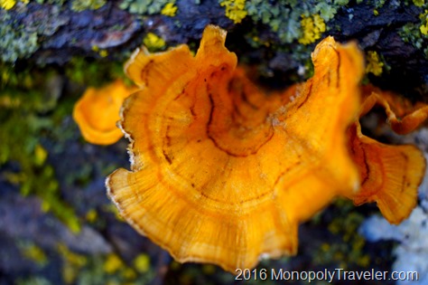 An orange mushroom showing bright in late November