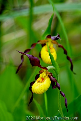 Small yellow Lady's Slipper orchid