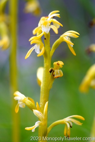 Early Coral-root orchid