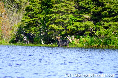 The first moose sighting