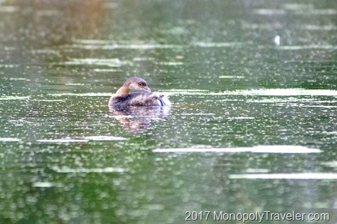 Contortionist Grebe