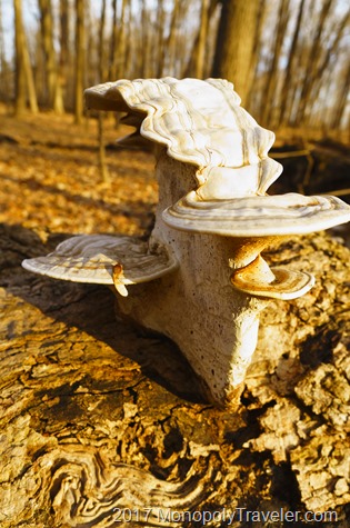 Shelf mushroom adapting to changing conditions