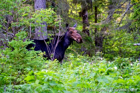 A moose on the side of the trail