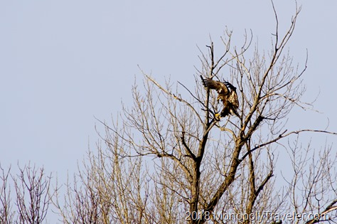 A juvenile eagle landing in a nearby tree