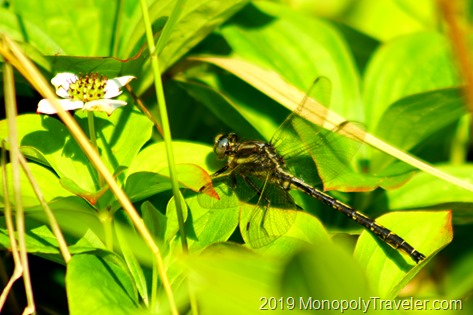 A dragonfly warming in the morning sun