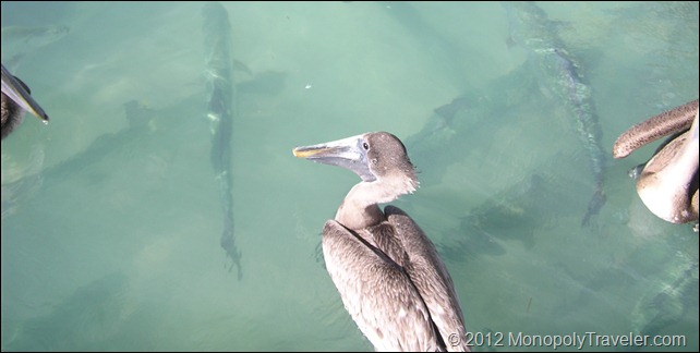 Dock "Hazards" - Pelicans